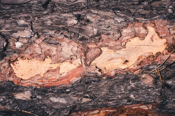 Latido de pinho em uma árvore na floresta . — Fotografia de Stock
