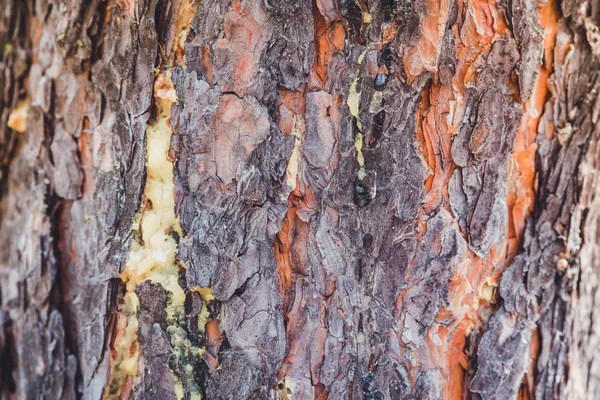 A resina curativa na casca do pinheiro na floresta . — Fotografia de Stock