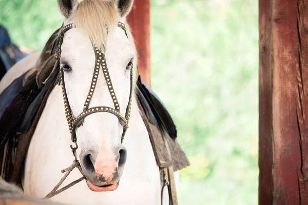 Beautiful circus horse in the corral. — Stock Photo, Image
