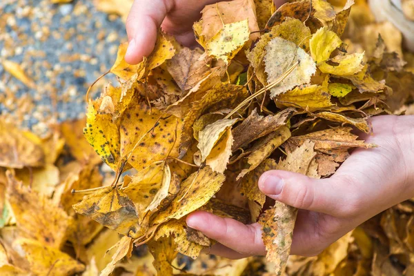 Руки дитини тримають сухе осіннє листя, впале з дерева . — стокове фото