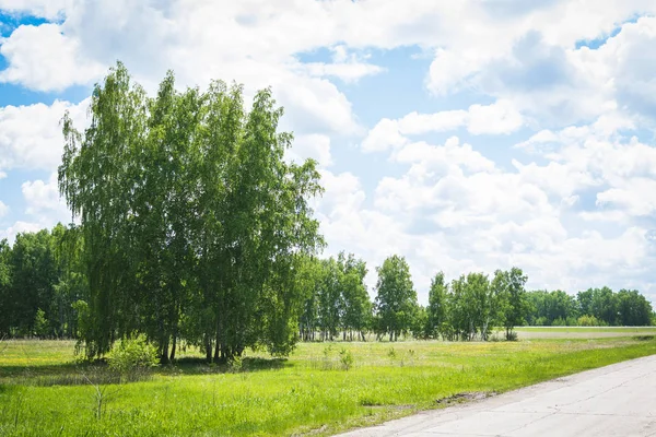 High birch trees growing along the road. — Stock Image High birch trees growing along the road. Royalty Free Stock Photos