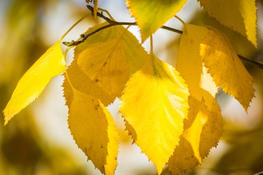 Huş ağacının sarı dalları güneşte