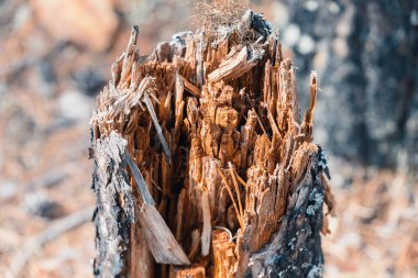 Ormandaki çam ağacından kırılmış.
