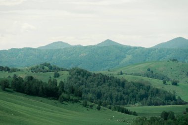 Talan edilmiş yüksek dağlar Tayga 'ya kadar uzanıyor.