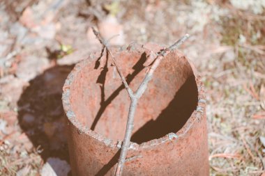 Sapan biçimindeki çam dalı ormandaki işlem borusunda yatıyor.