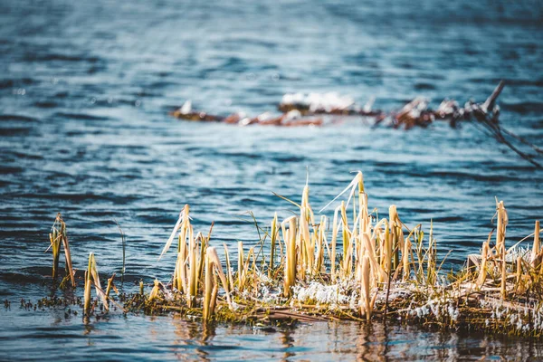 Droog Gras Met Ijs Het Ontdooide Meer Het Voorjaar — Stockfoto