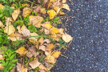 Ağaçtan düşen huş sarısı yapraklar bir sonbahar gününde asfalt yolda yatıyor.