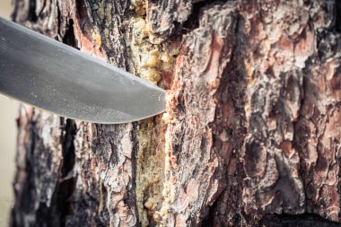 Çam ağacında orman keskin bıçak. Çeşitli hastalıkların tedavisi için çam reçinin çıkarılması ve toplanması.