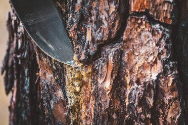 Çam ağacında orman keskin bıçak. Çeşitli hastalıkların tedavisi için çam reçinin çıkarılması ve toplanması.