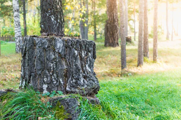 Tocón Pino Sobre Hierba Verde Bosque Soleado — Foto de Stock