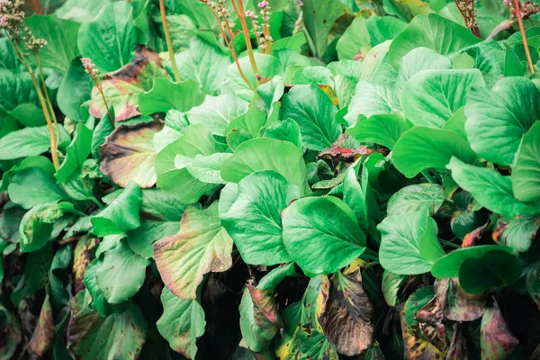 Зелена трав'яна рослина з великим листям, що звисає з бетонної стіни, вирощеної влітку . — стокове фото
