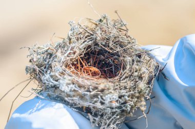 Ormandaki kızın omzunda ot, dal ve çam iğnelerinden kuşlar tarafından yapılan üreme yuvası.