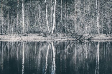 Nehir kıyısında, bahar seli sırasında beyaz huş ağacının yansımasıyla.