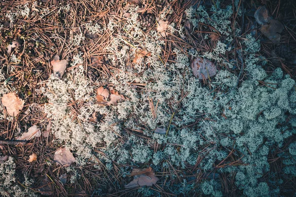 Wet Soft Moss Grows Ground Forest — Stock Photo, Image