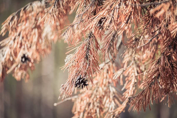 Borovicová Větev Kužely Jehličkami Slunečného Jarního Dne — Stock fotografie