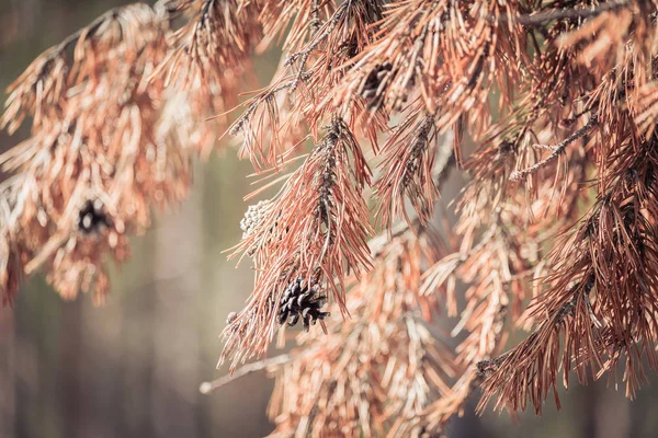 Rama Pino Con Conos Agujas Soleado Día Primavera — Foto de Stock