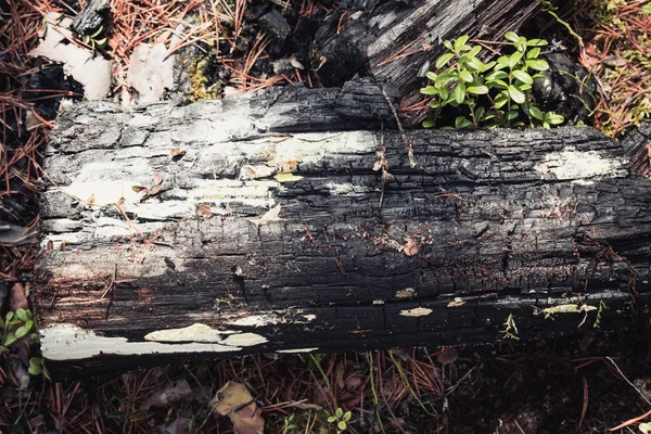 Tronco Bruciato Dopo Incendio Nella Foresta — Foto Stock