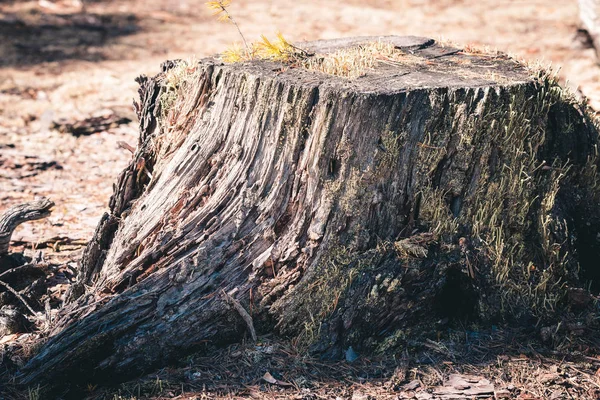 Oude Stronk Met Pijnboomwortels Het Bos — Stockfoto