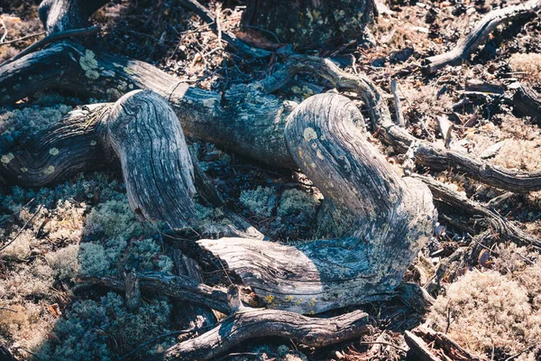 Gran Enganche Árbol Caído Bosque — Foto de Stock