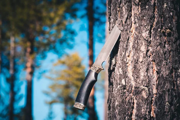 Camping knife stuck in pine tree in the forest