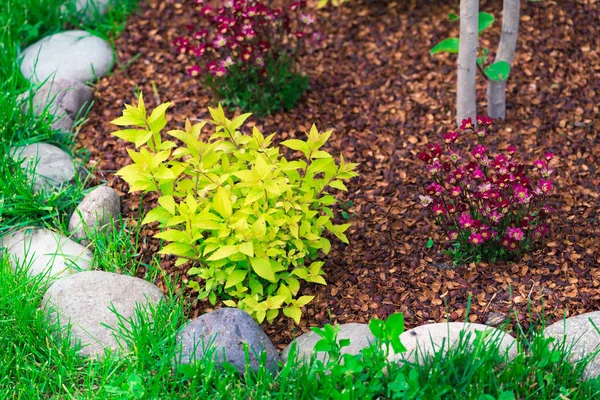 Plante Vivante Poussant Dans Sol Avec Des Pierres Lignées Saupoudrée — Photo