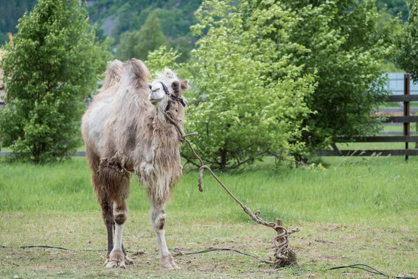 Nieszczęśliwy Dwugarbaty Wielbłąd Ciepłą Wełną Smyczy Górskim Zoo — Zdjęcie stockowe