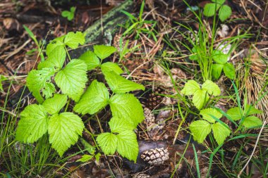 Çiçek açan güzel yeşil yapraklar.