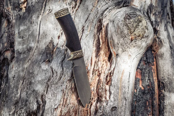 Camping knife stuck in pine tree in the forest.