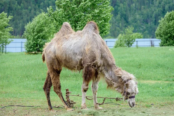 Un viejo camello con grandes jorobas en la espalda come hierba en las tierras altas. — Foto de Stock
