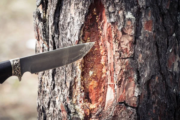 Foresta coltello affilato in pino. Estrazione e raccolta di resina di pino per il trattamento di varie malattie . — Foto Stock