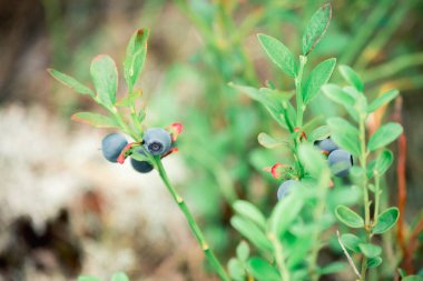 Ormanda olgun yaban mersini çalısı