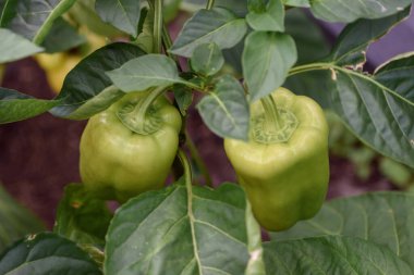 Seradaki yaprakların altında yeşil biber yetişiyor.