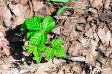 Sıcak yaz gününde çiçek açan yeşil bitki