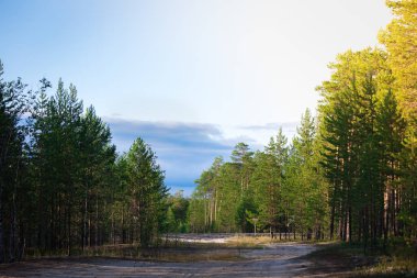 Gün batımında gizemli çam ormanı