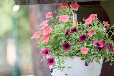 Yaz günü saksıda açan güzel çiçekler.