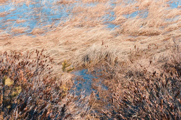 Prairies Aquatiques Avec Herbe Printanière Dans Les Marécages Zone Forestière — Photo