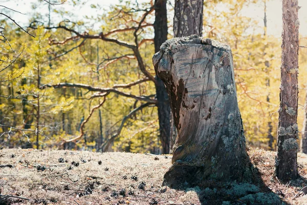 Régi Fenyőfa Csonk Dombon Erdőben — Stock Fotó