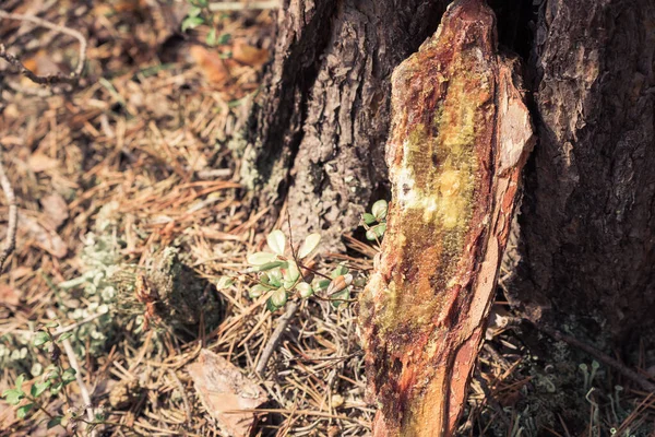 Seiva Pinheiro Árvore Conceito Obtenção Colheita Resina Pinheiro Para Tratamento — Fotografia de Stock