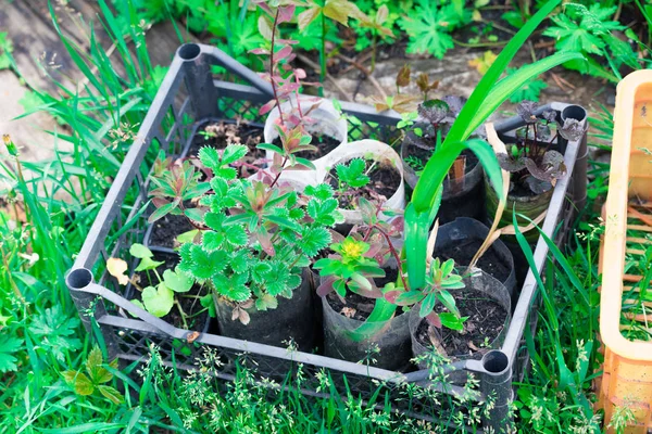 Зеленые Рассады Небольших Растений Обрезанных Пластиковых Бутылках Стоящих Коробке — стоковое фото