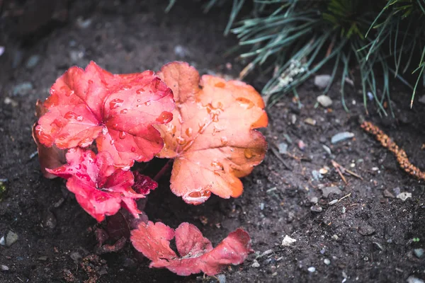 Flowering Plant Large Red Leaves Ground — Stock Photo, Image
