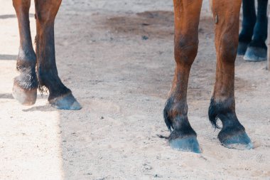 Köyün atının toynaklarıyla ince bacaklar..