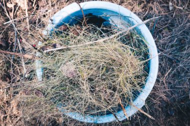 Bahçe bölgesinden kuru ot ve yapraklar topladım ve plastik bir leğene sardım..