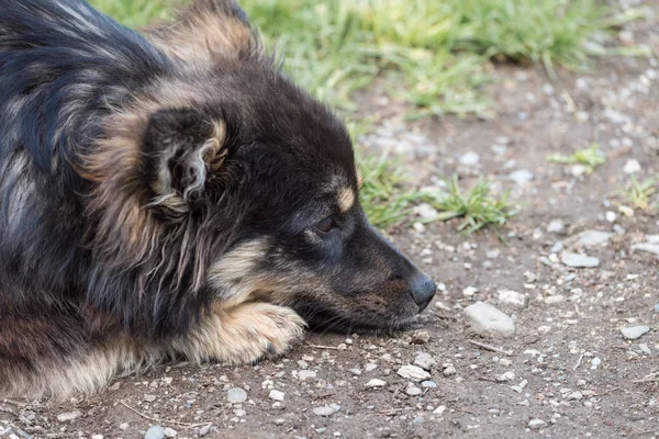 Solitario cane triste con gli occhi tristi si trova a terra . — Foto Stock