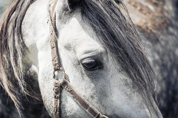 Боятся белой лошади с грустным взглядом в загоне . — стоковое фото
