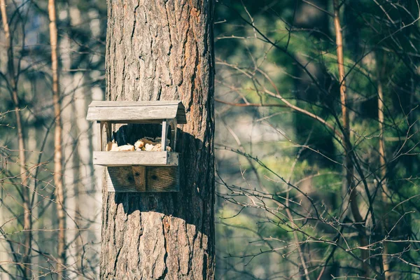 Wooden feeder for birds and squirrels hangs on tree in forest park in spring time. — 스톡 사진