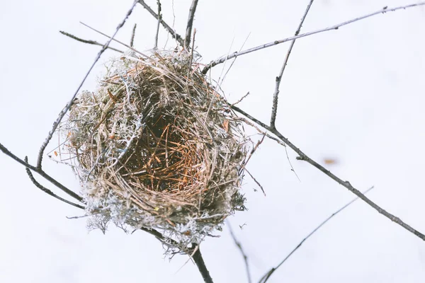 Nido abandonado tragado hecho por aves de hierba, ramas y agujas de pino en ramas de abedul en el bosque en la tarde de primavera . — Foto de Stock