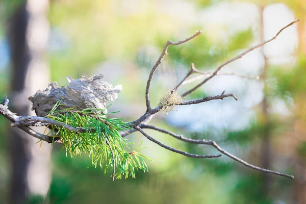 Pequenos pássaros nidificam nos ramos de pinheiros carecas na floresta . — Fotografia de Stock