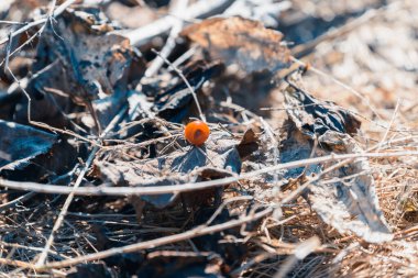 Baharda kuru çimlerde turuncu yaban mersini.