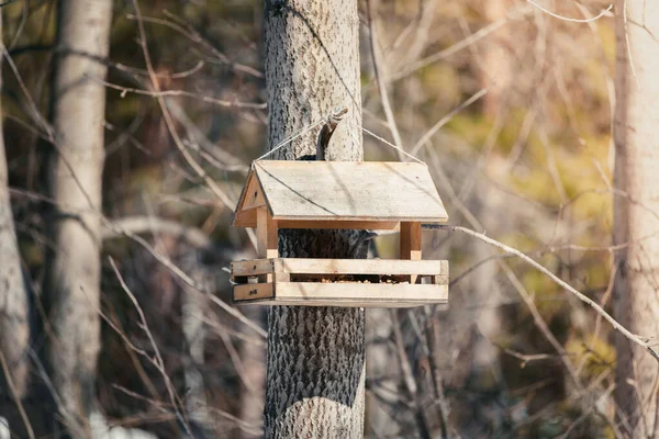 春の森公園の木には鳥やリスのための木製のフィーダーがかかっています. — ストック写真