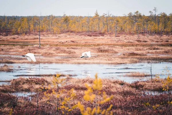 Due cigni bianchi sorvolano le paludi della Siberia dondolando grandi ali . — Foto Stock